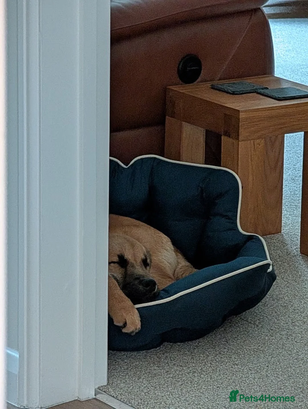 Mixed Breed dogs for adoption: Moccacino  - Advert 1