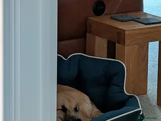 Mixed Breed dogs Moccacino - Advert 1