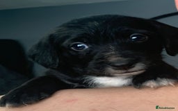 Mixed Breed dogs for sale: Gorgeous Cockapoochon puppies  - Image 2