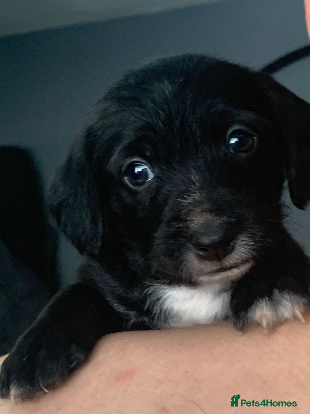 Mixed Breed dogs for sale: Gorgeous Cockapoochon puppies  - Image 2