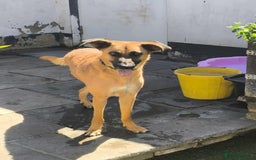Mixed Breed dogs for adoption: Dobby - Image 1