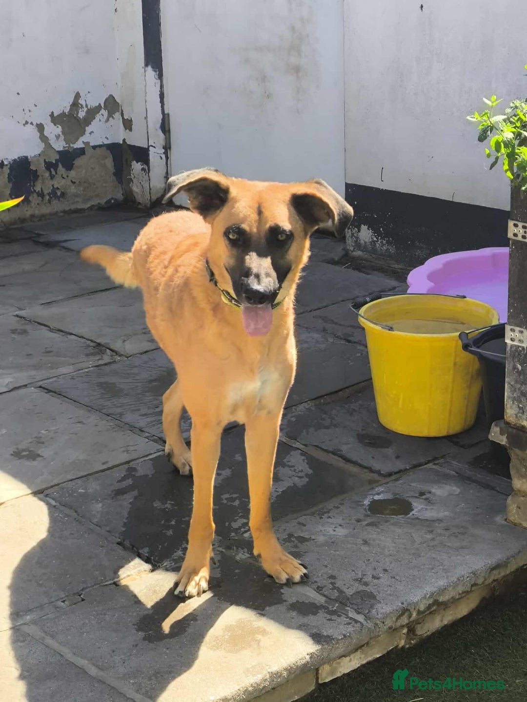 Mixed Breed dogs for adoption: Dobby - Image 1