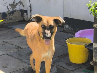 Mixed Breed dogs - Advert 11
