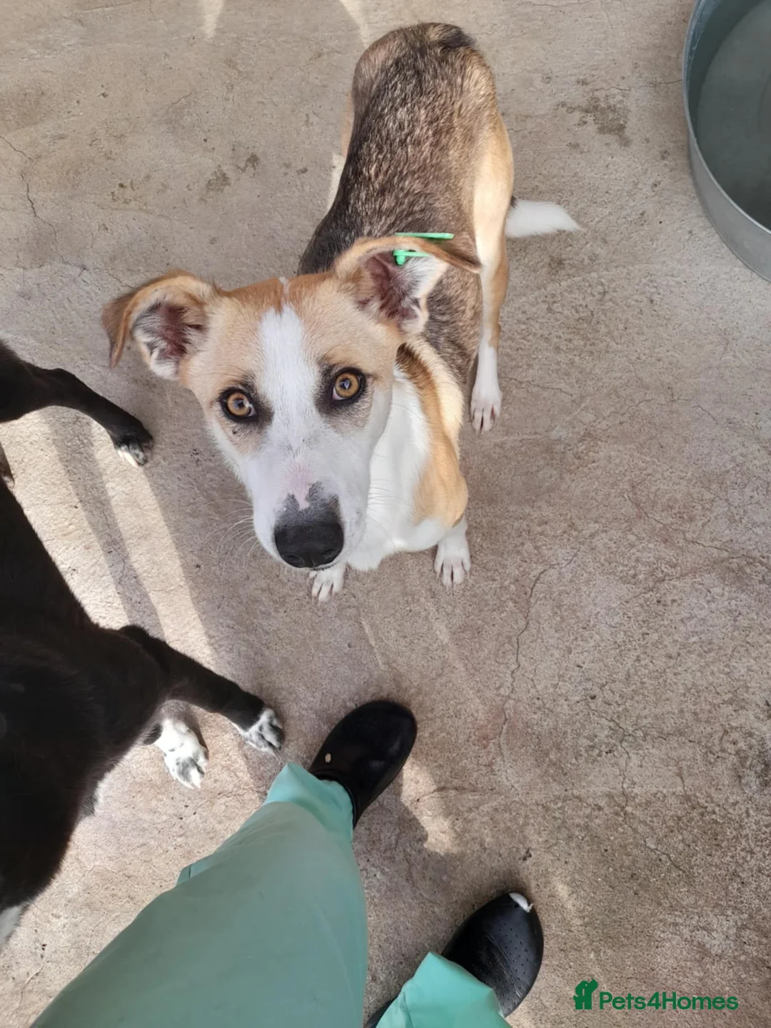 Mixed Breed dogs for adoption: Zelda, 3 yrs old approx. Available for adoption. - Advert 3