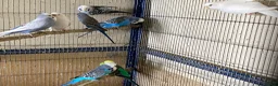 Budgerigars birds for sale: 8 budgies searching for their new homes  - Advert 9