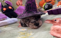 Cockapoo dogs for sale: PRA clear F1b Cockapoo puppies  - Image 9