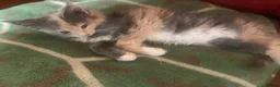 Maine Coon cats for sale: Maine coon kittens in London - Advert 2