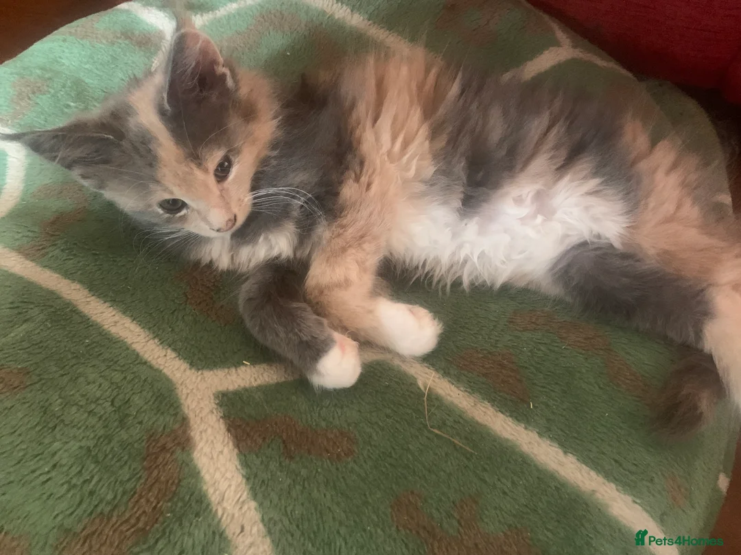 Maine Coon cats for sale: Maine coon kittens in London - Advert 2