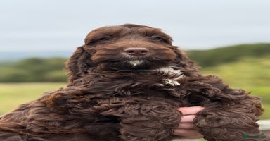 Cockapoo dogs - Advert 4
