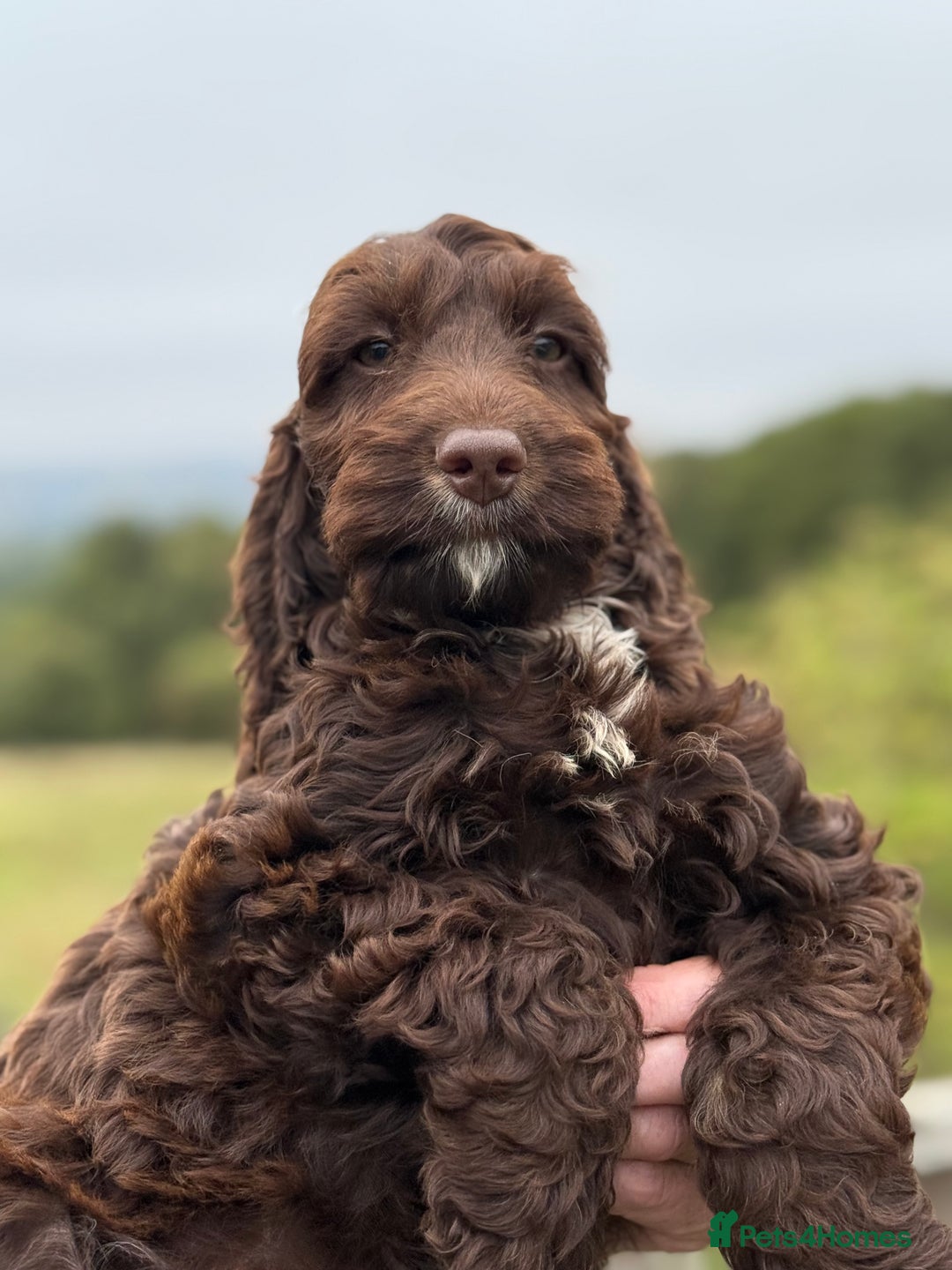 Cockapoo dogs for sale: F1 Choc Show Cockapoo Girl ready for walkies  - Image 2