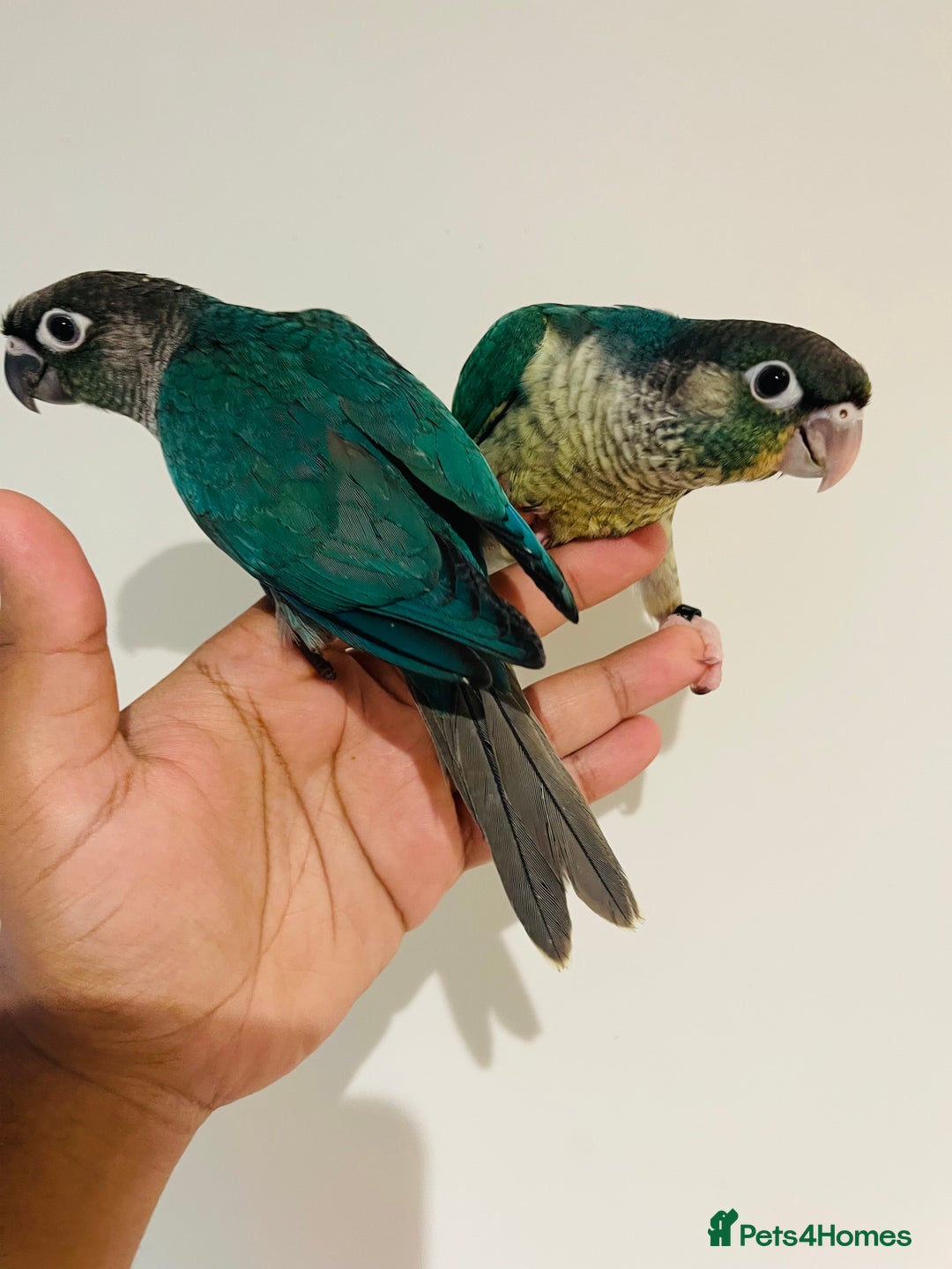 Conures birds for sale: Hand reared conures for sale - Image 3