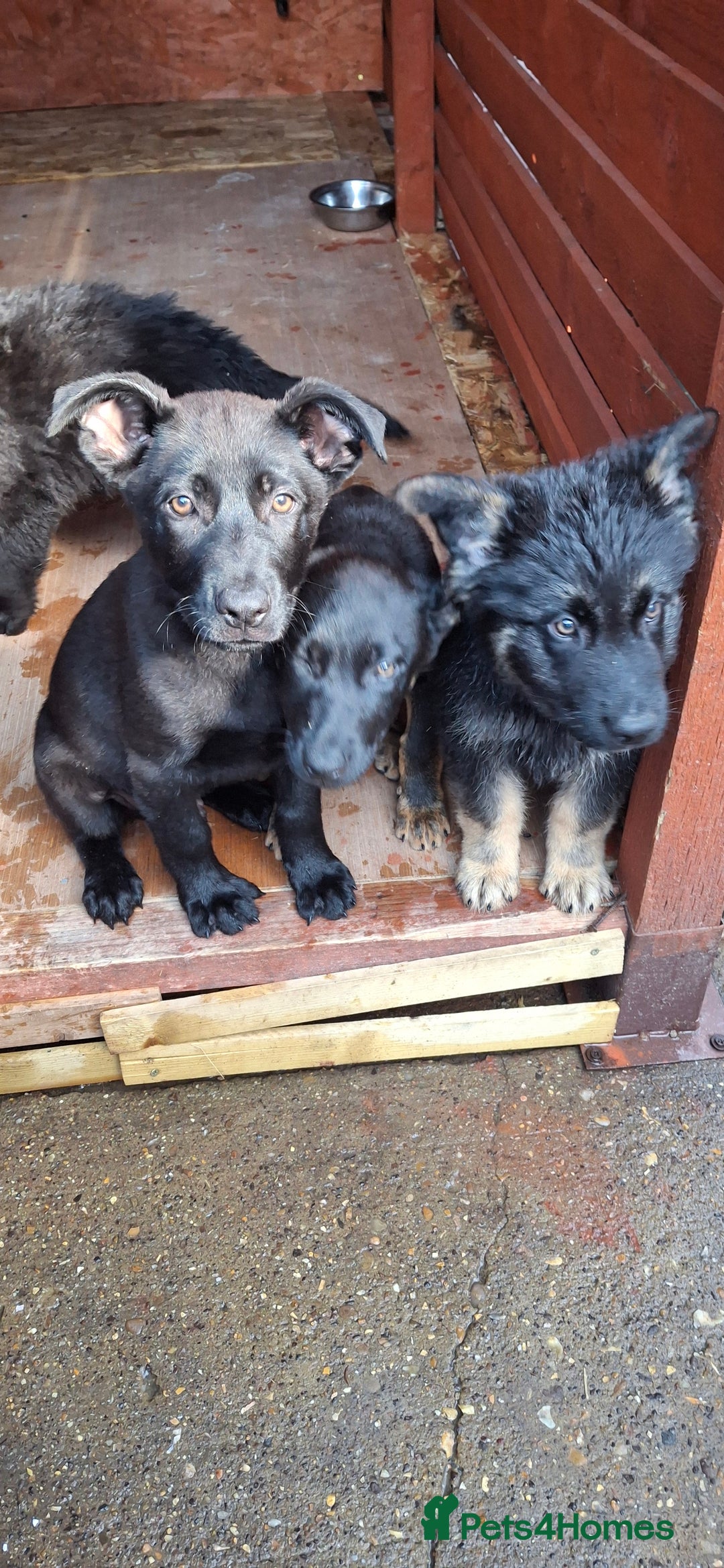 German Shepherd dogs for sale: For sale  - Image 5