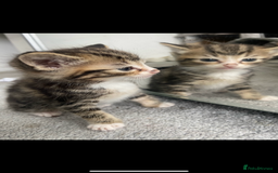 Mixed Breed cats for sale: Gorgeous Bengal tabby/Rusian blu cross mix Kittens - Image 2