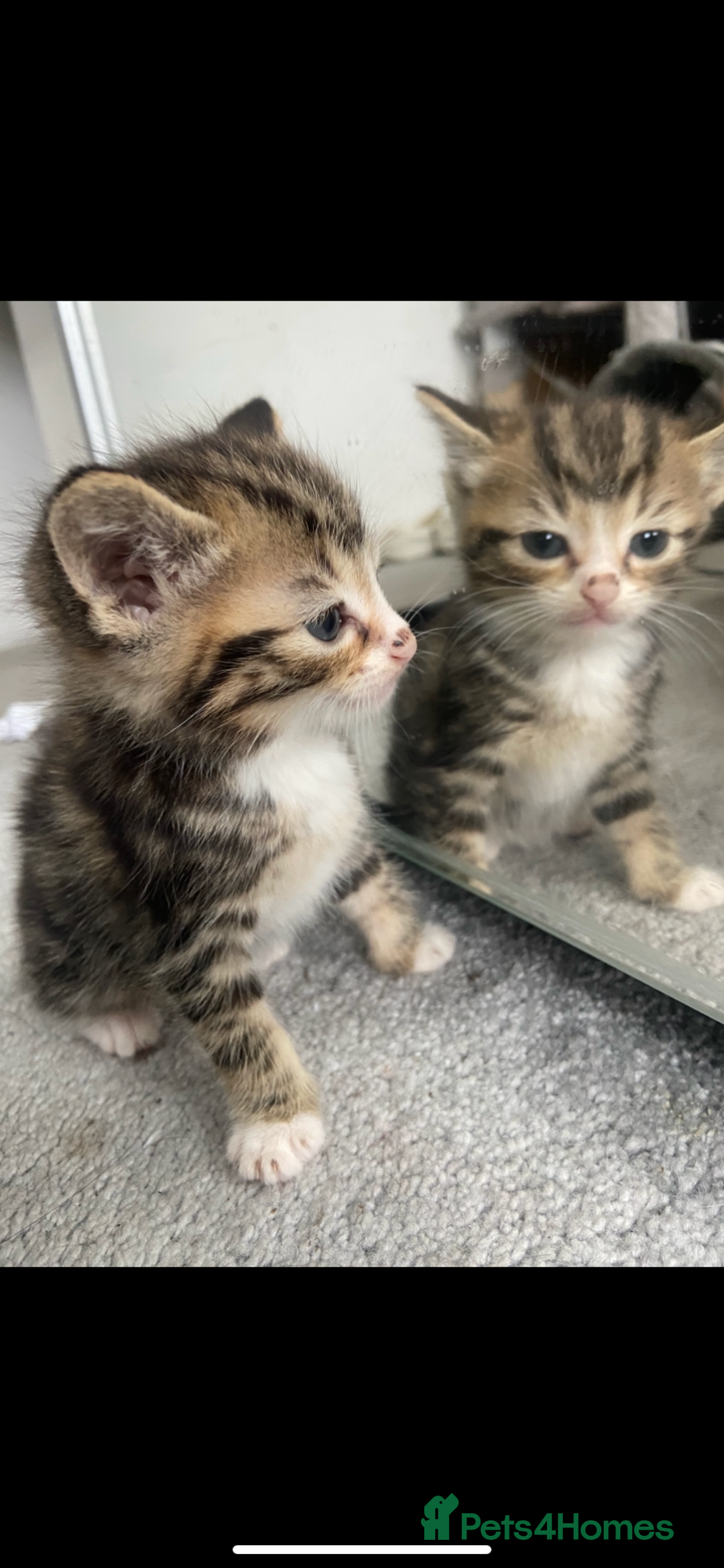 Mixed Breed cats for sale: Gorgeous Bengal tabby/Rusian blu cross mix Kittens - Image 2