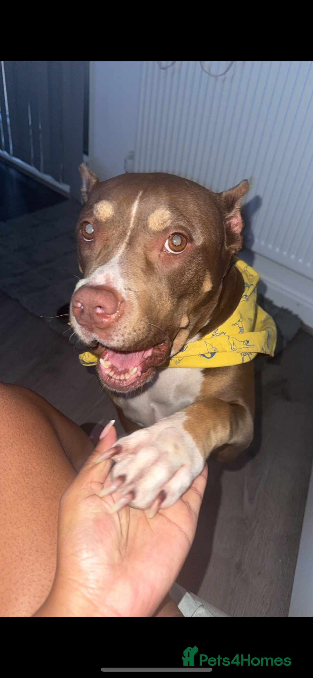 Mixed Breed dogs for sale: Roxyy - Advert 5