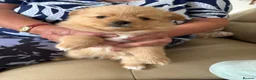 Pomeranian dogs for sale: 3 gorgeous Pomeranian puppies - Advert 3