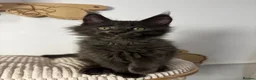 Maine Coon cats for sale: 3 Beautiful active Maine Coon Kitten’s - Advert 9