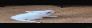 Ragdoll 1