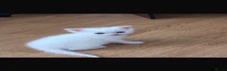 Ragdoll cats for sale: One male ragdoll for sale  - Advert 2
