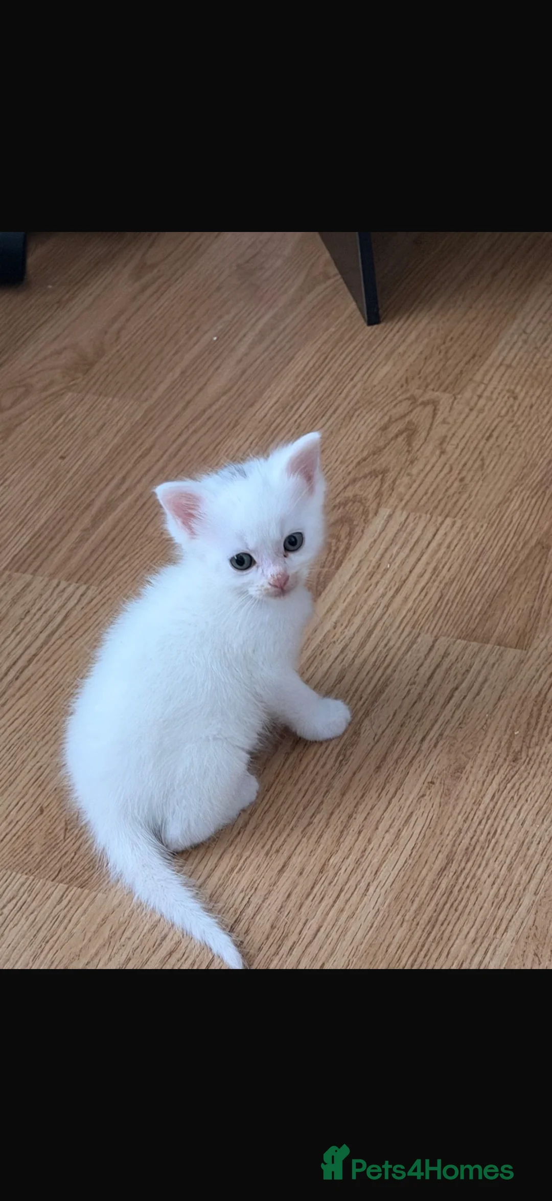 Ragdoll cats for sale: One male ragdoll for sale  - Advert 2