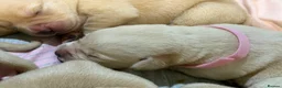 Labrador Retriever dogs for sale: Labrador puppies for sale  - Advert 11