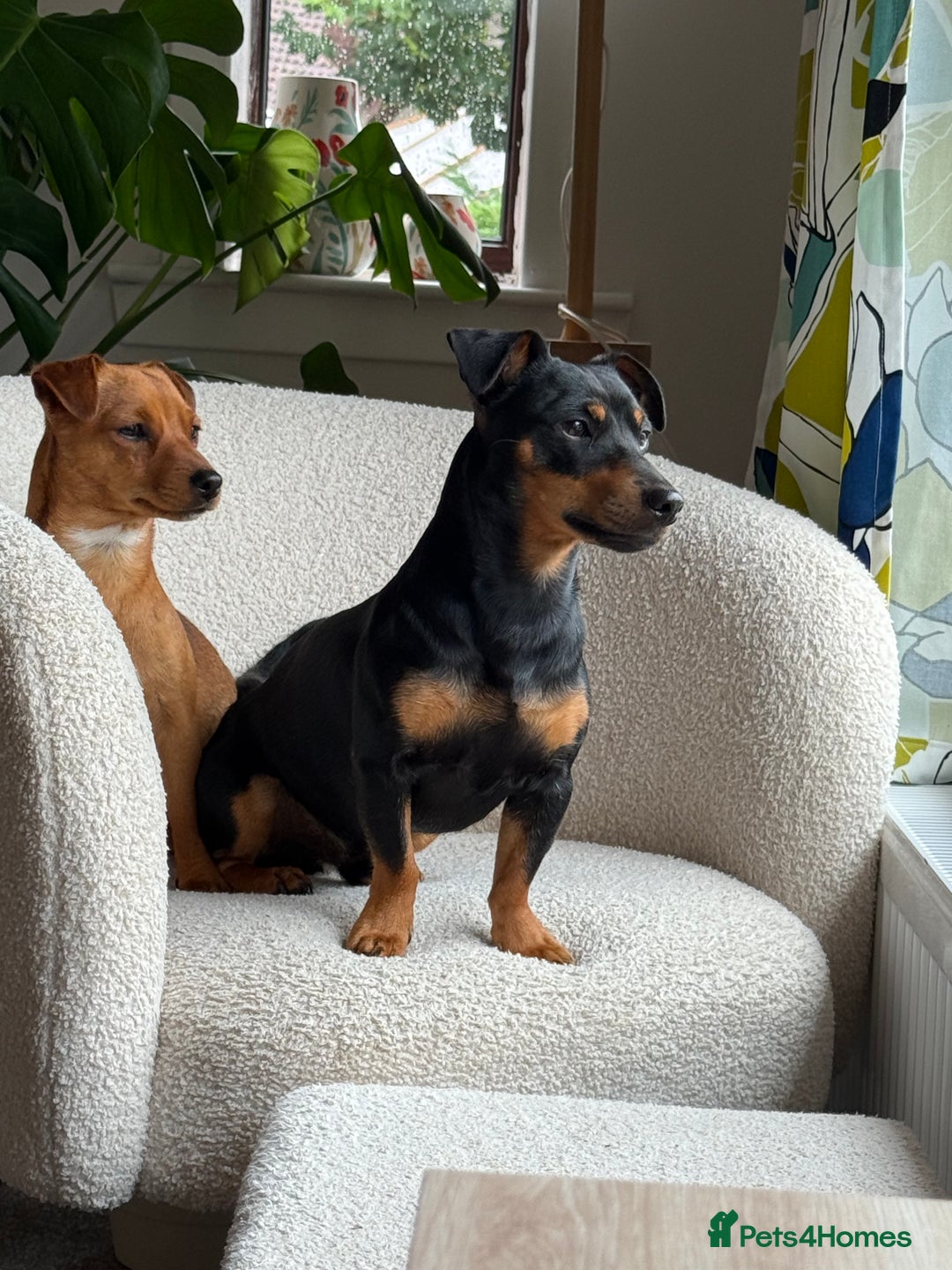 Jack Russell dogs for sale: Gorgeous Jack Russell Puppies - Image 32