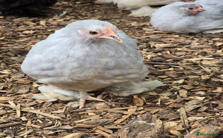 Chickens poultry - Advert 6