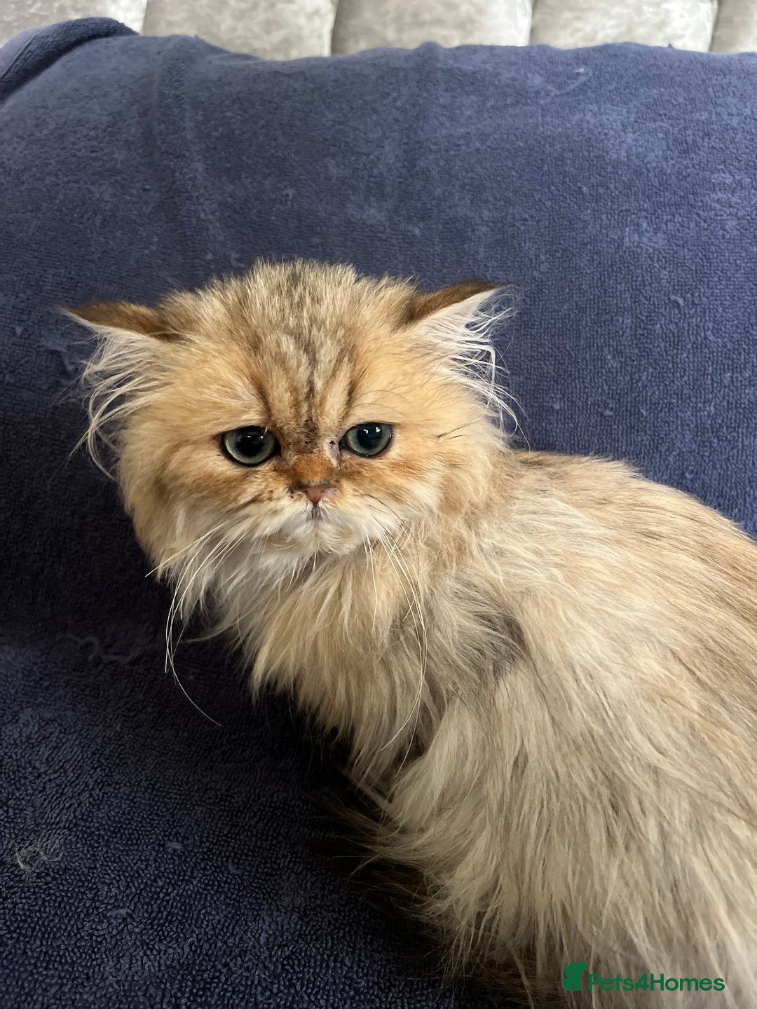 British Longhair cats for sale: Gorgeous Gccf female British Longhairs - Image 8