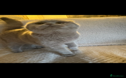 Scottish Fold cats for sale: Scottish fold’s - Advert 5