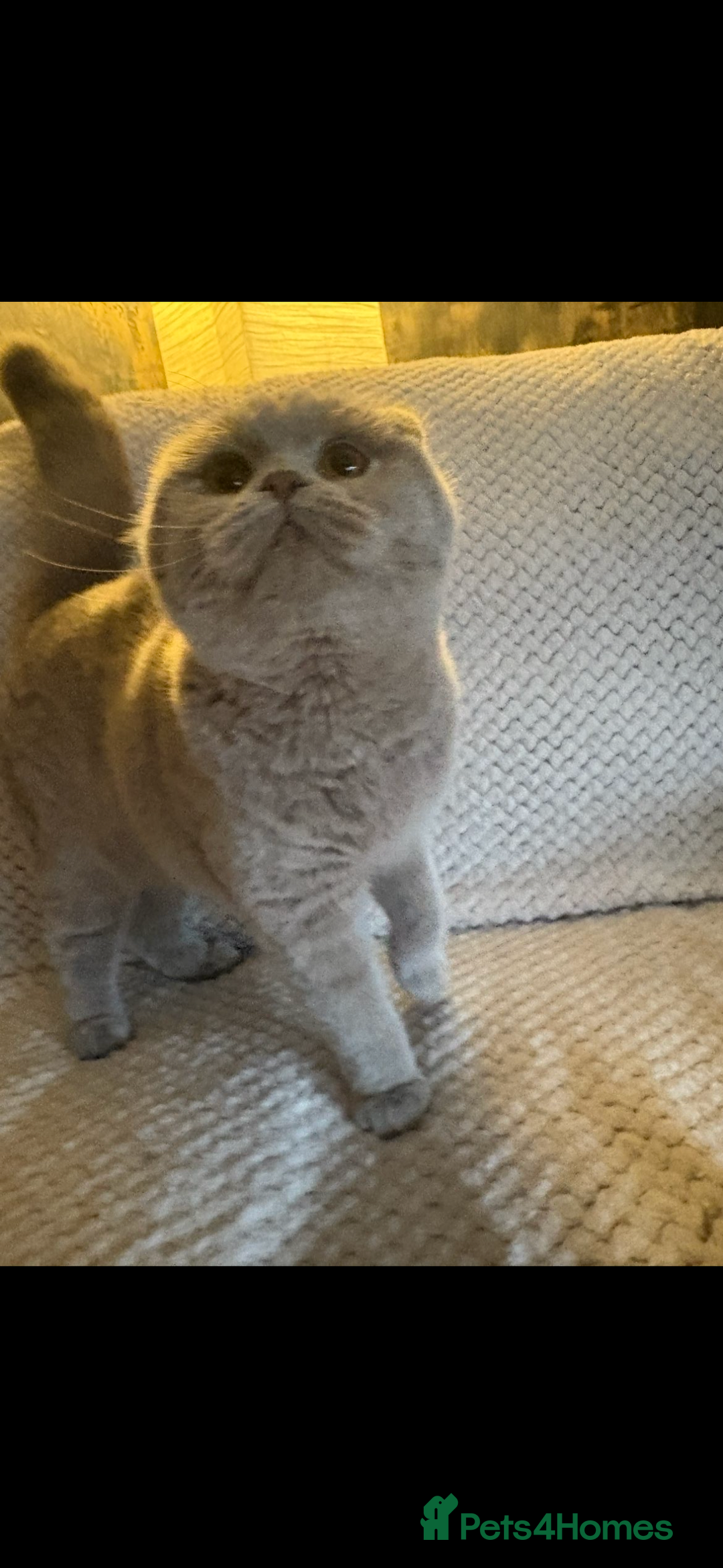 Scottish Fold cats for sale: Scottish fold’s - Advert 5