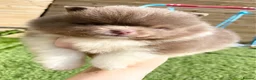 Pomeranian dogs for sale: Pomeranian puppys ready now  in Glasgow - Advert 13