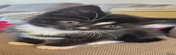 Mixed Breed cats for sale: Beautiful litter trained kittens in Coventry - Advert 4