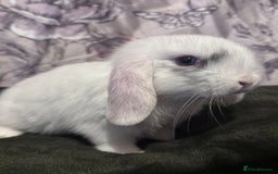 Mini Lop rabbits for sale: Male minilop  - Image 3