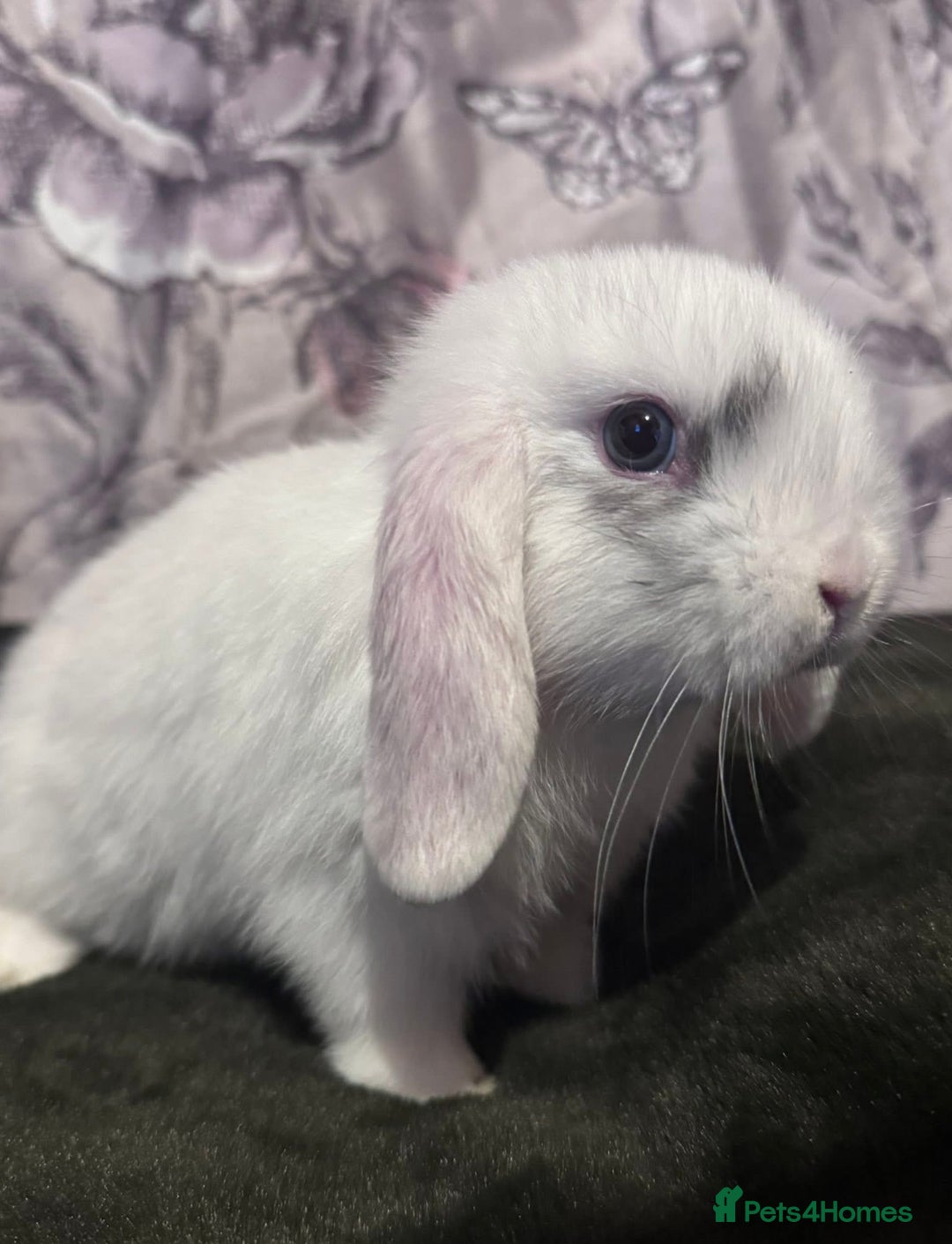 Mini Lop rabbits for sale: Male minilop  - Image 3
