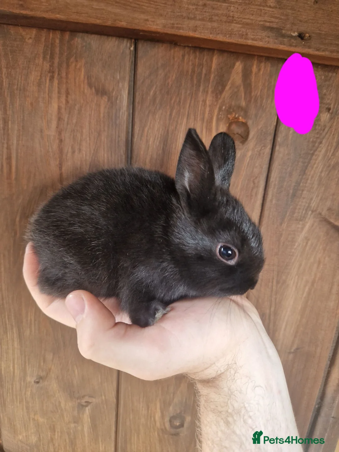 Chinchilla rodents for sale: Very friendly baby rabbits - Advert 6