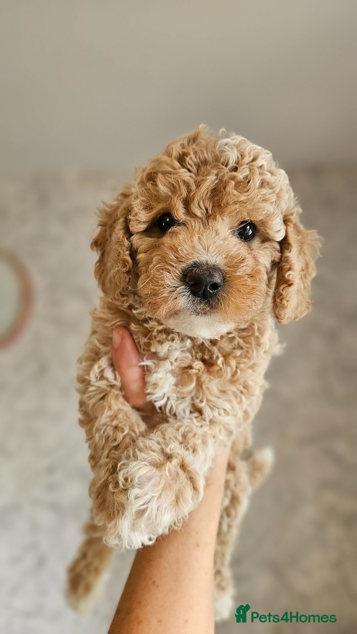 Mini Goldendoodle dogs Ready Now ~ Small Toy Goldendoodle Puppies ✨ - Advert 1
