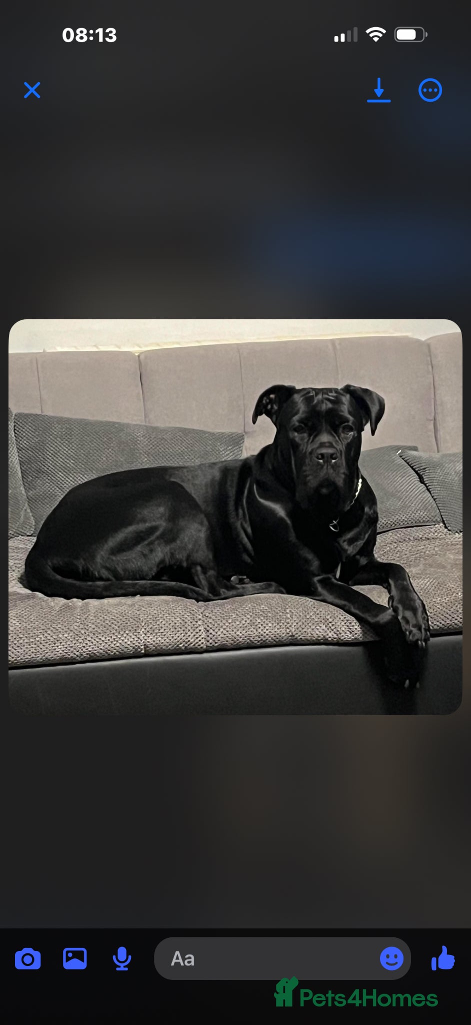 Cane Corso dogs Cane corso  - Advert 1