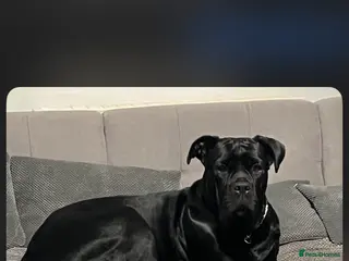 Cane Corso dogs Cane corso - Advert 1