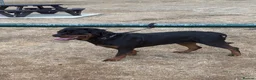Rottweiler dogs for sale: EUROPEAN BLOODLINE ROTTWEILER PUPS  - Advert 3