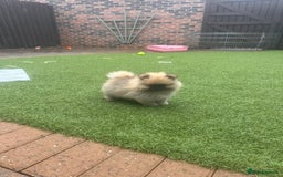 Pomeranian dogs for sale: Teddy bear pomeranians  - Image 11