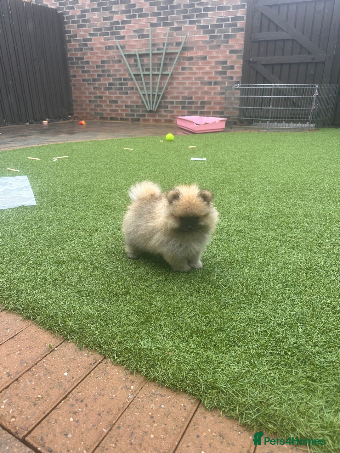 Pomeranian dogs for sale: Teddy bear pomeranians  - Image 11