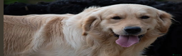 Golden Retriever dogs for sale: Gorgeous KC Registered Goldies. 5 Star Reg.Breeder - Advert 18