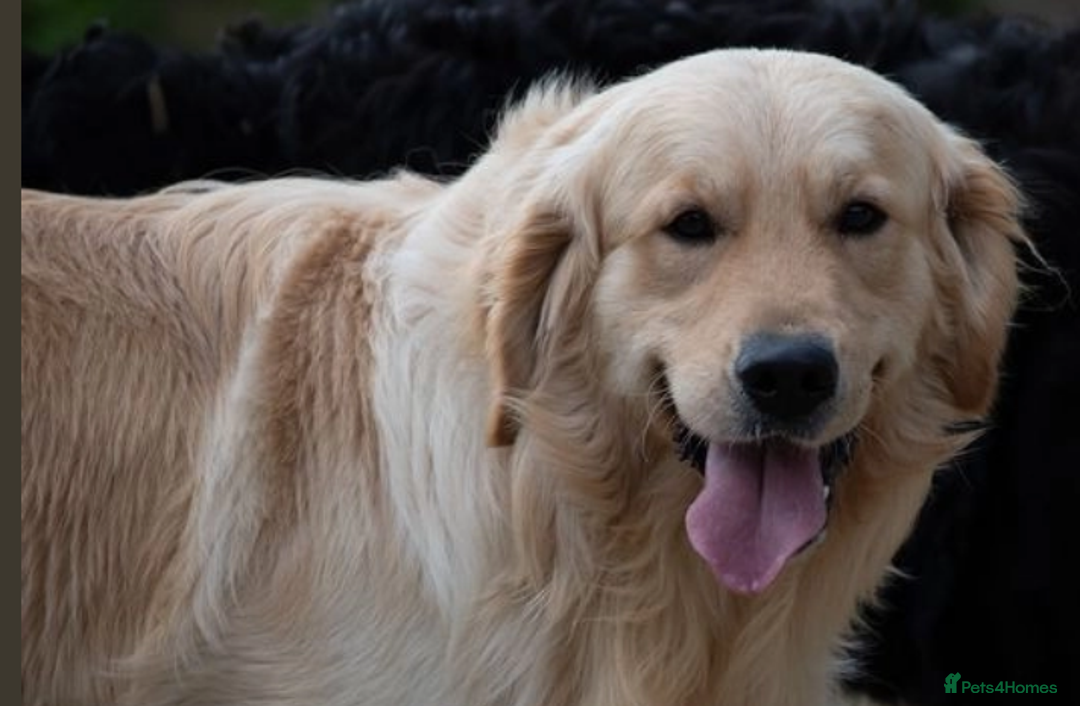 Golden Retriever dogs for sale: Gorgeous KC Registered Goldies. 5 Star Reg.Breeder - Advert 18