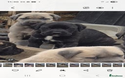 Cane Corso dogs for sale: Class Corsos  - Image 4