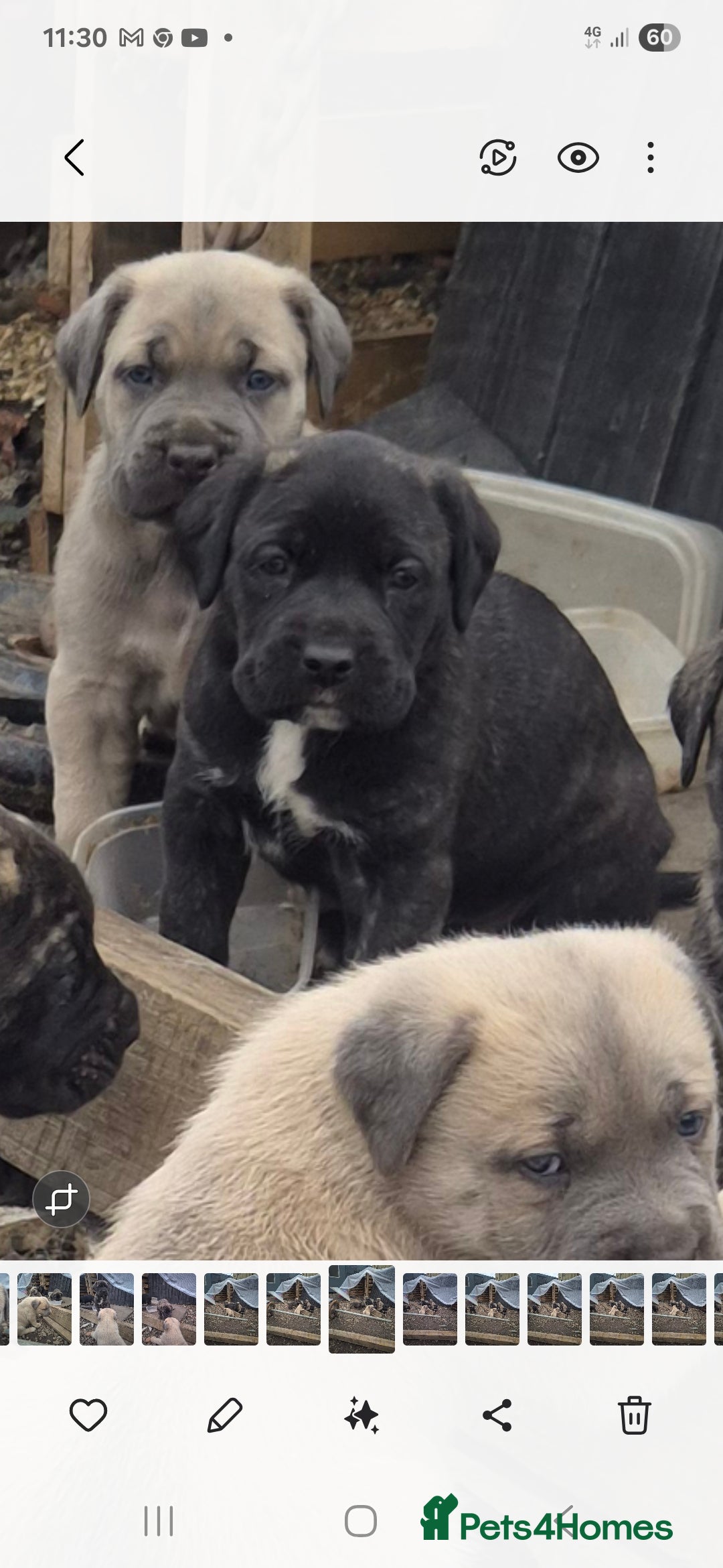 Cane Corso dogs for sale: Class Corsos  - Image 4