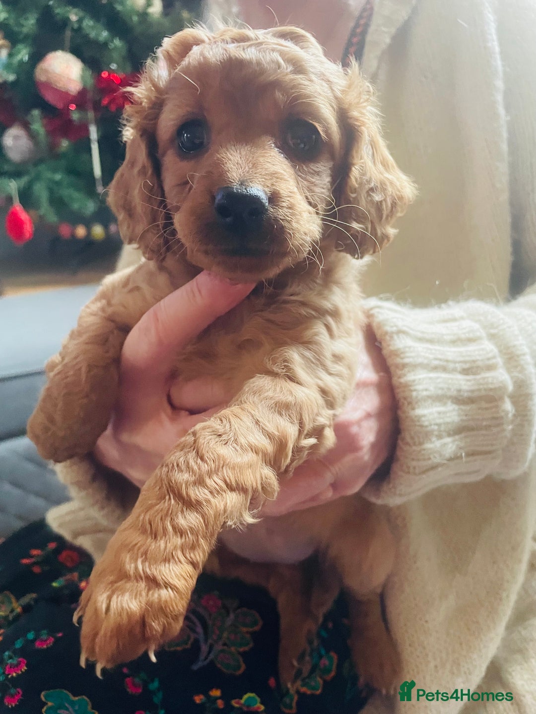 Cavapoo dogs for sale: F2 toy Cavapoo - Advert 2