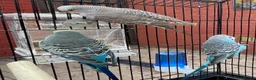 Budgerigars birds for sale: Budgies - Advert 4