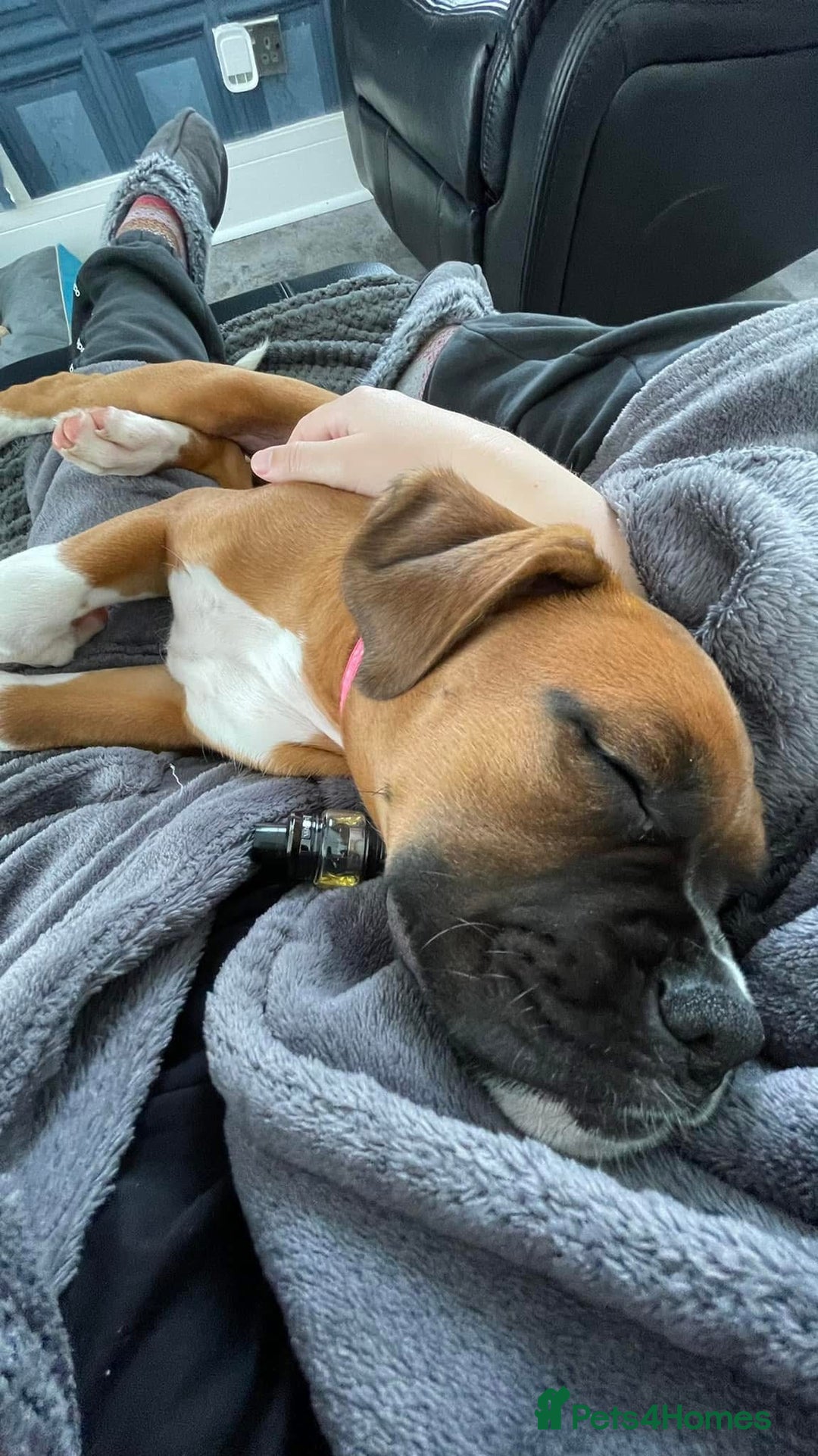Boxer dogs for sale: A Second Chance for a Gentle Boxer - Advert 21