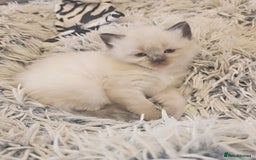 Ragdoll cats for sale: *READY TO LEAVE*beautiful Ragdoll babies for sale  - Image 13