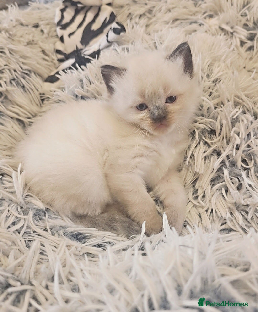 Ragdoll cats for sale: *READY TO LEAVE*beautiful Ragdoll babies for sale  - Image 13
